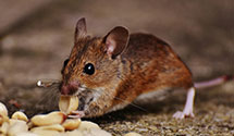 attic-and-crawl-space-pest-treatment Experts in Ironton